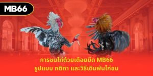 การชนไก่ด้วยเดือยมีด