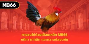 การชนไก่ด้วยเดือยเหล็ก