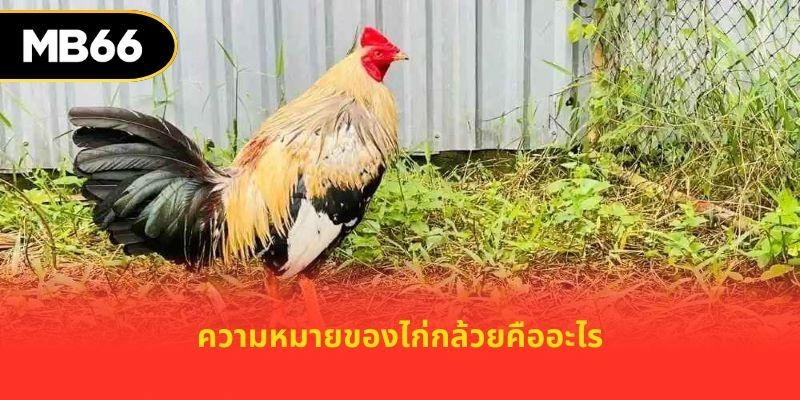 ความหมายของไก่กล้วยคืออะไร