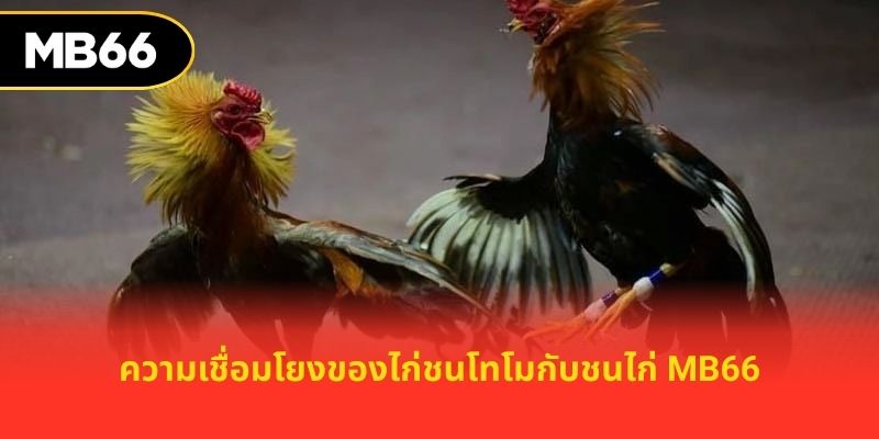 ความเชื่อมโยงของไก่ชนโทโมกับชนไก่ MB66