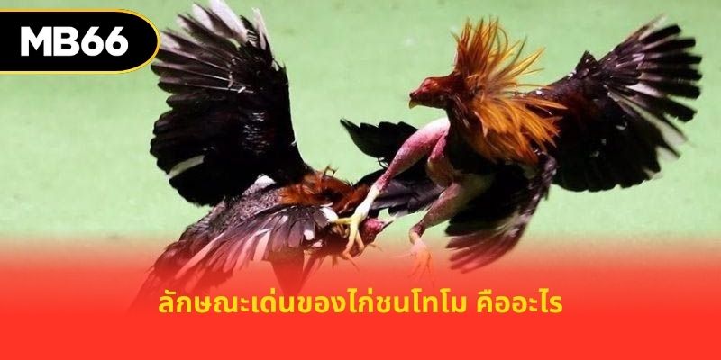 ลักษณะเด่นของไก่ชนโทโม คืออะไร